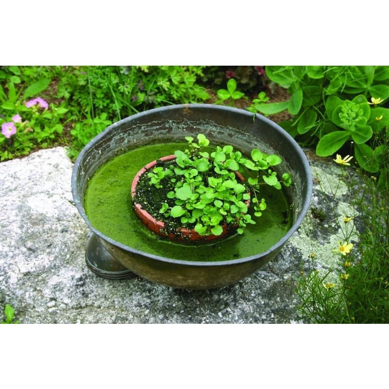 Watercress (50 Days)|Default