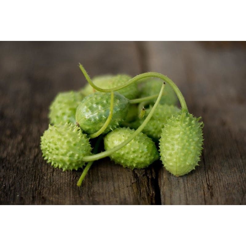West India Gherkin Cucumber (Heirloom, 65 days)