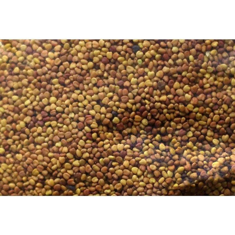 White Clover Cover Crop|1  lb|5 lb