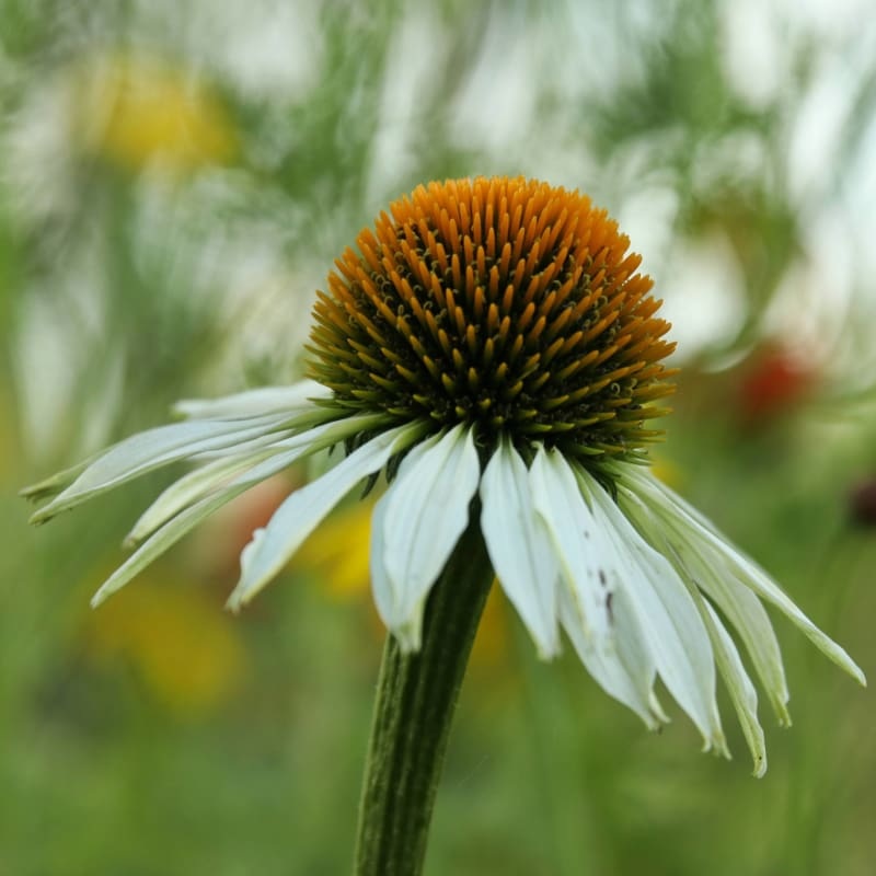 White Swan Echinacea|Default