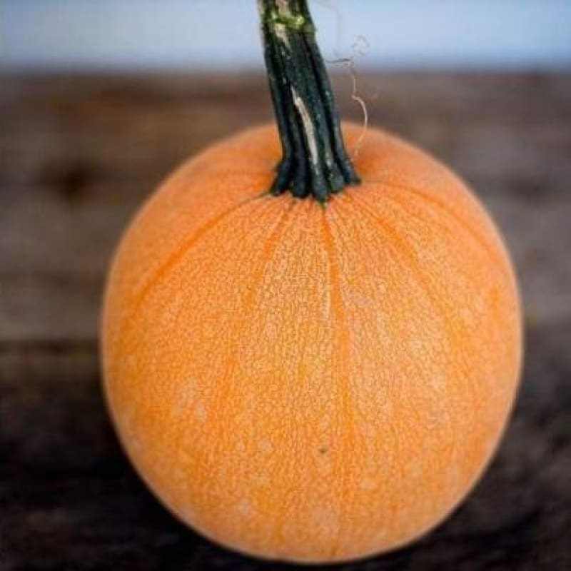 Winter Luxury Pie Pumpkin (Heirloom, 100 Days)