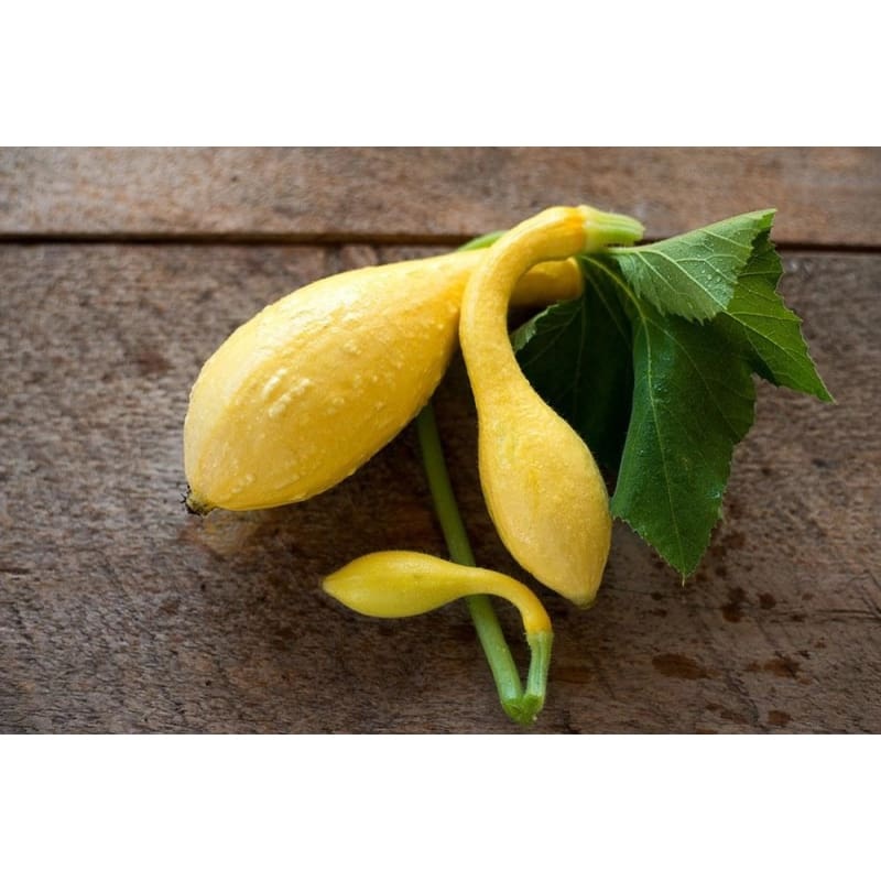 Yellow Crookneck Summer Squash (55-60 Days)