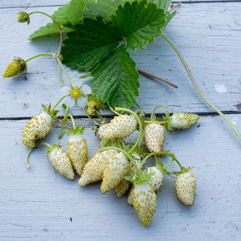 Yellow Strawberry