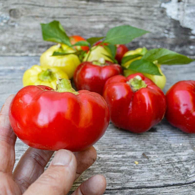 Alma Paprika Pepper (70 Days)