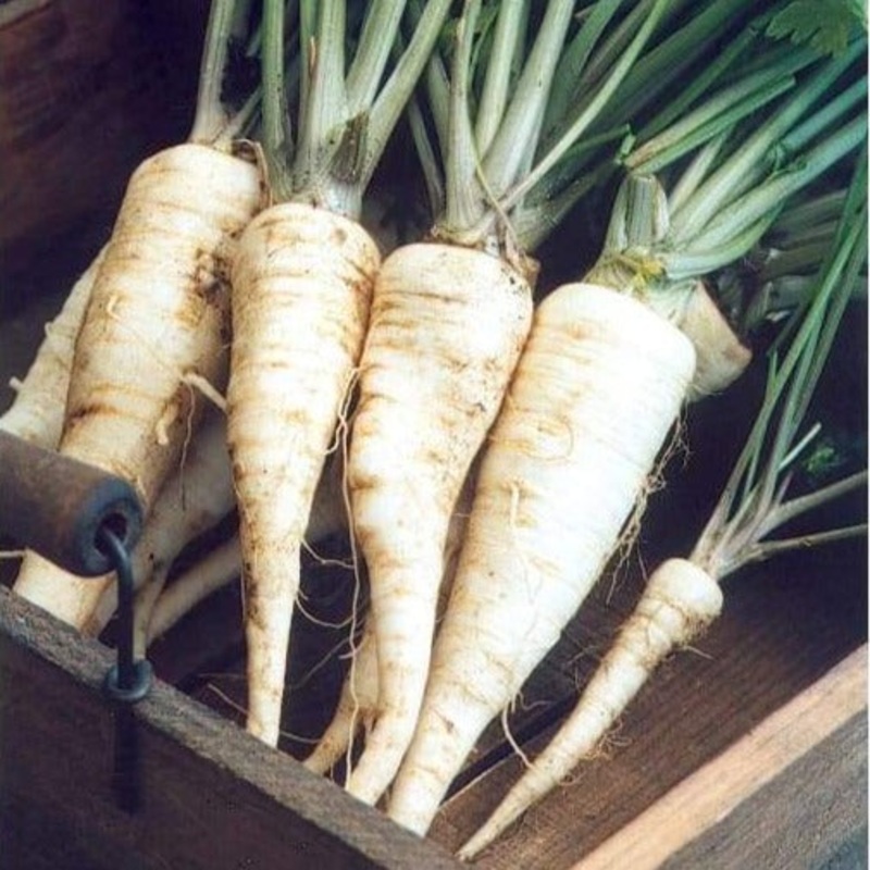 Arat Parsley Root (84 Days)