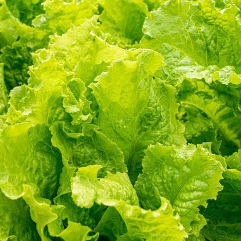Australian Yellow Leaf Lettuce (50 Days)
