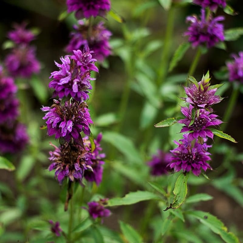 Bergamot Essential Oil (5 ml)
