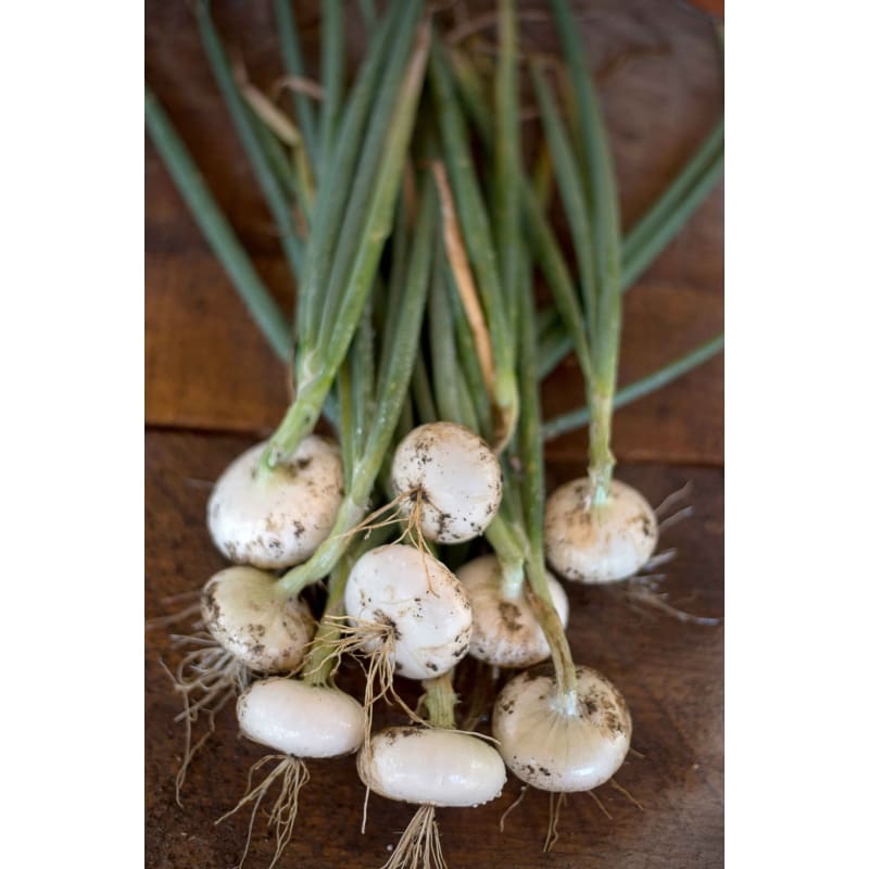 Bianca Di Maggio Cipollini Onion (Heirloom, 95 Days)
