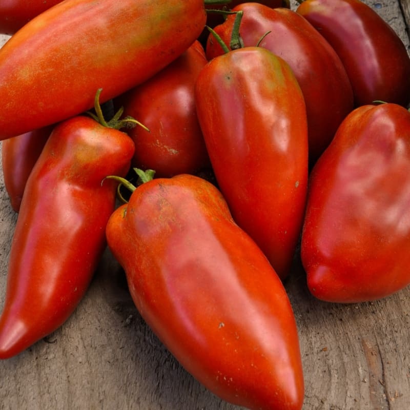 Blue Beech Tomato (Organic 85 Days)