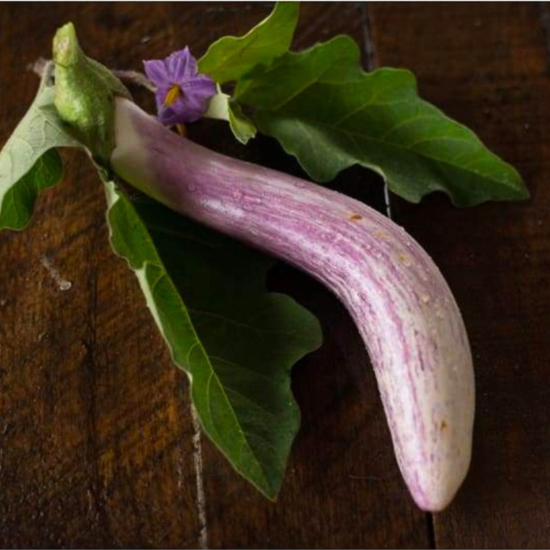 Bride Eggplant ( F1 Hybrid 70 Days)