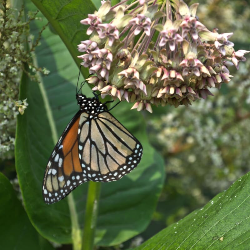 Bring in the Butterflies Collection