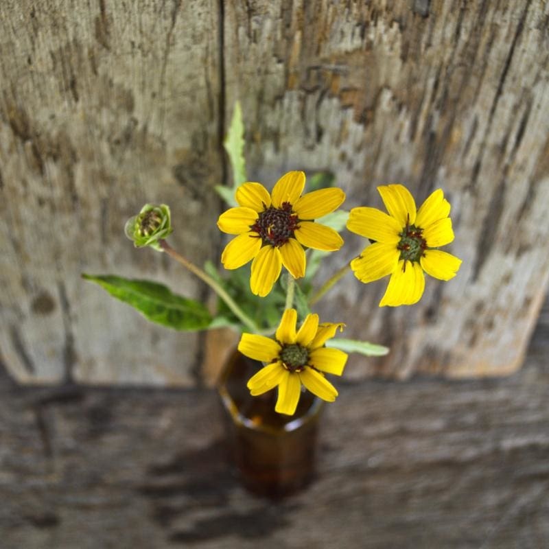 Chocolate Daisy Flower