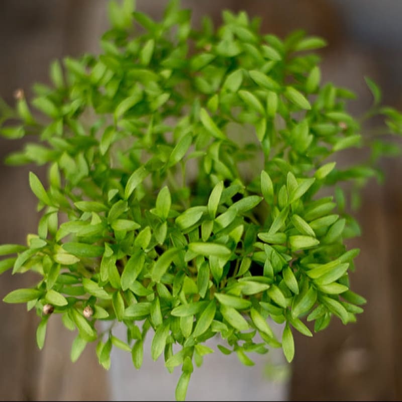 Cilantro Microgreens (1 oz)