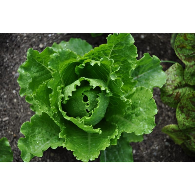 Crisp Mint Lettuce (60 Days)