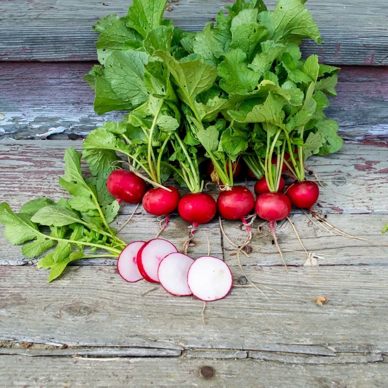 Crunchy King Radish (F1 Hybrid 23 Days)