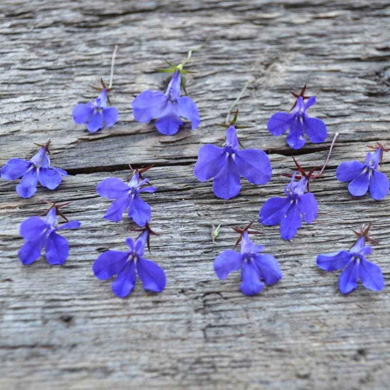 Crystal Palace Lobelia