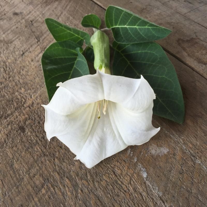 DATURA – BALLERINA WHITE|Default