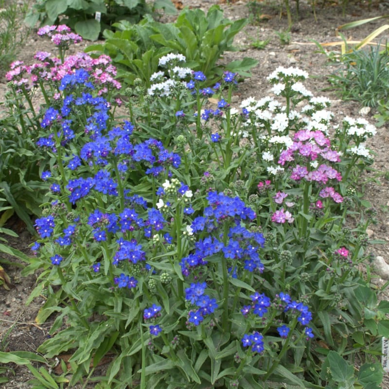 Dawn Mix Anchusa|Default
