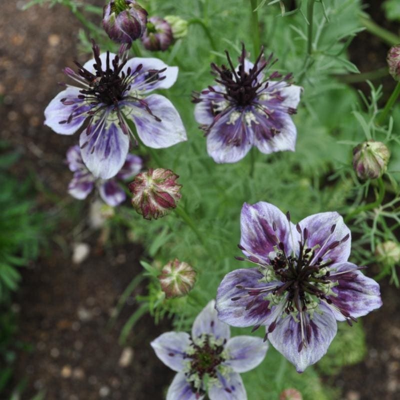 Delft Blue Nigella