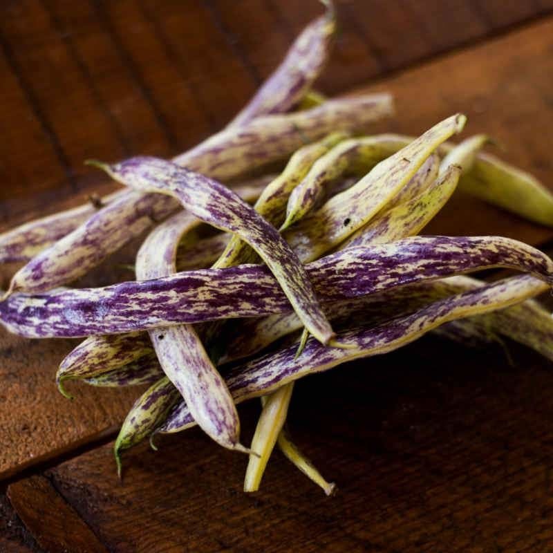 Dragon Langerie Bush Bean (Heirloom 57 Days)