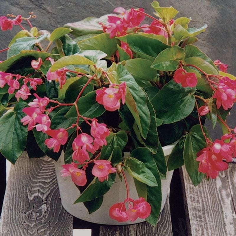 Dragon Wing Pink Begonia