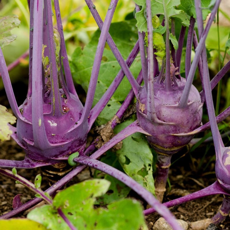 Early Purple Vienna Kohlrabi (Heirloom, 60 Days)