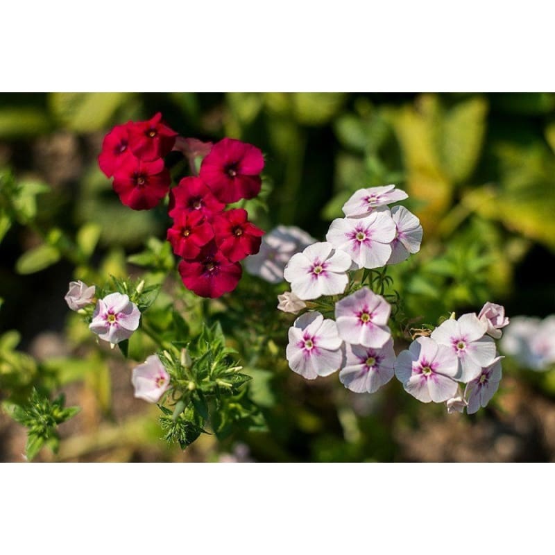 Ethnie Phlox Dwarf Mix