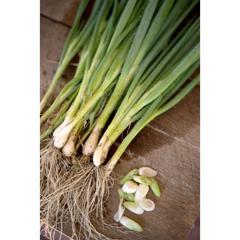 Evergreen Bunching Heshiko Onion (Heirloom, 65 Days)