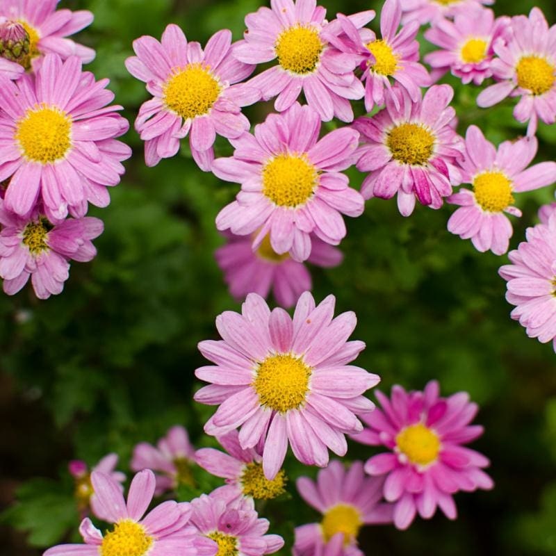 Fall Mum Chrysanthemum
