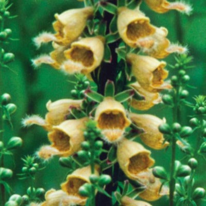 Ferruginea Foxglove|Default