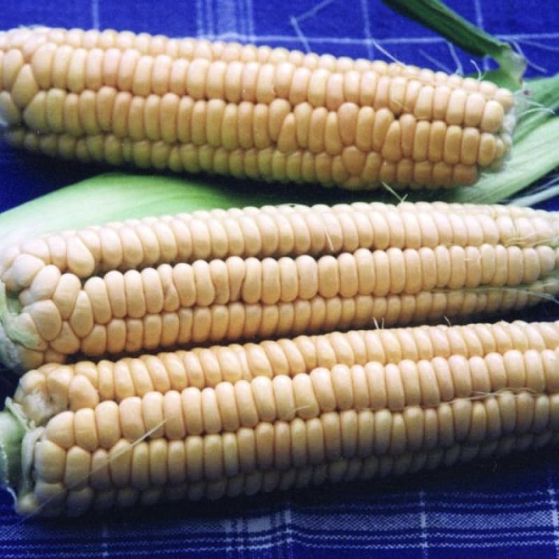Golden Bantam Corn (Heirloom 78 Days)