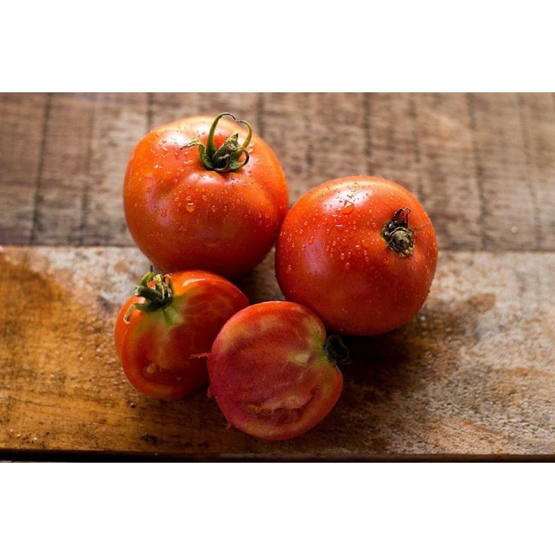 Heinz Classic Processor Tomato (75 Days)