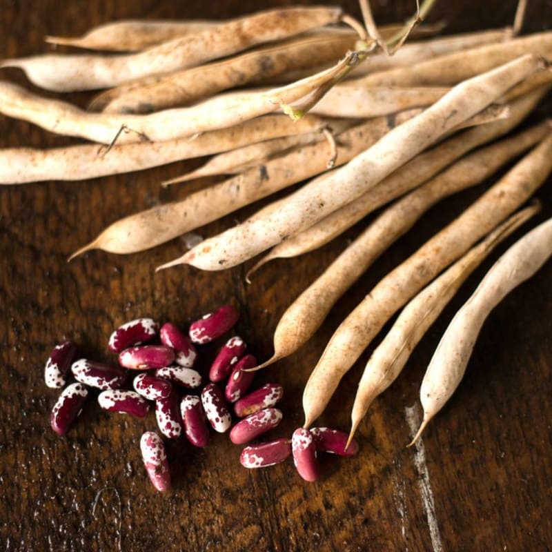 Jacobs Cattle Bush Dried Bean (Organic Heirloom 83 days)
