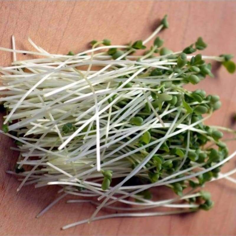 Kale Sprouting Seed (Organic)