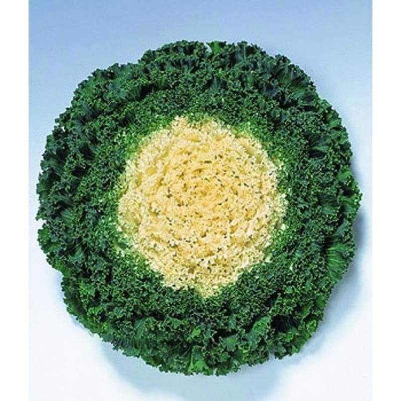 Kamome White Flowering Cabbage