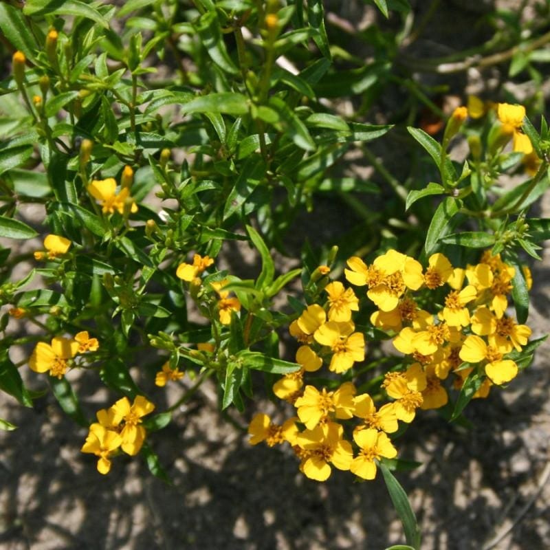 Mexican Mint Marigold