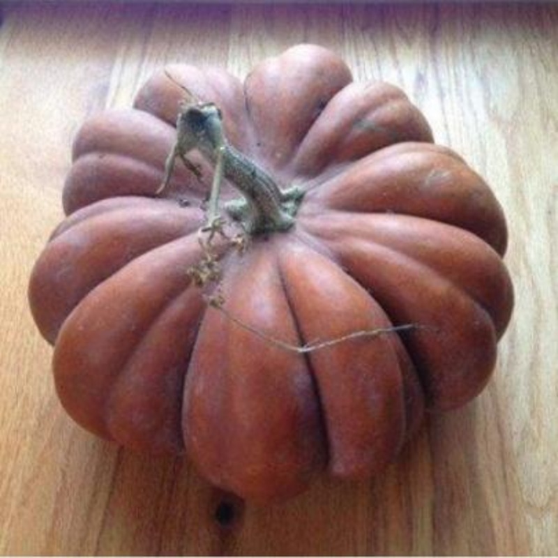 Musquee De Provence Pumpkin (Heirloom 100-110 Days)