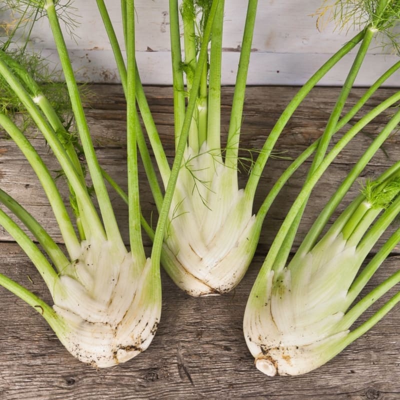 Orazio Fennel (F1 Hybrid 50-80 Days)