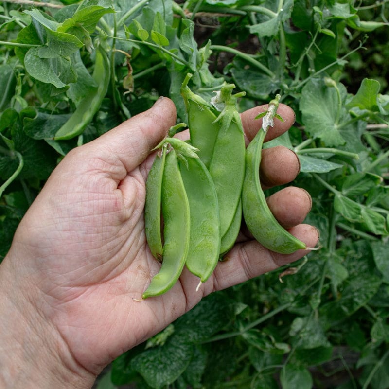 Oregon Sugar Pod II Pea (68 Days)