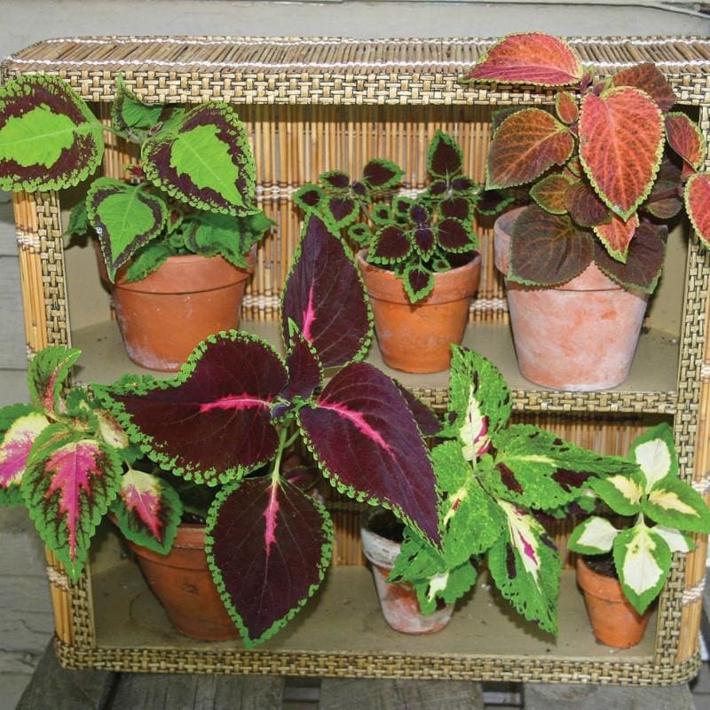 Rainbow Mix Coleus