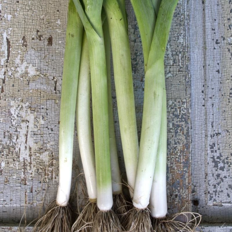 Rally Leek (Organic F1 Hybrid 85 Days)