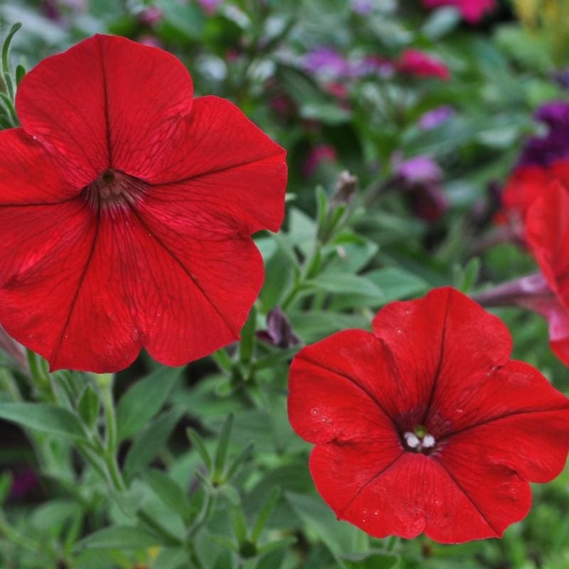 Red Easy Wave Petunia