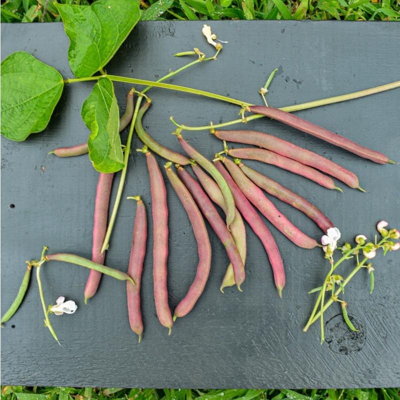 Red Swan Bush Bean (55 Days)|Conventional|Organic