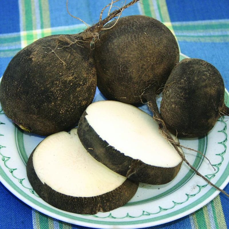 Round Black Radish (Heirloom, 33 Days)