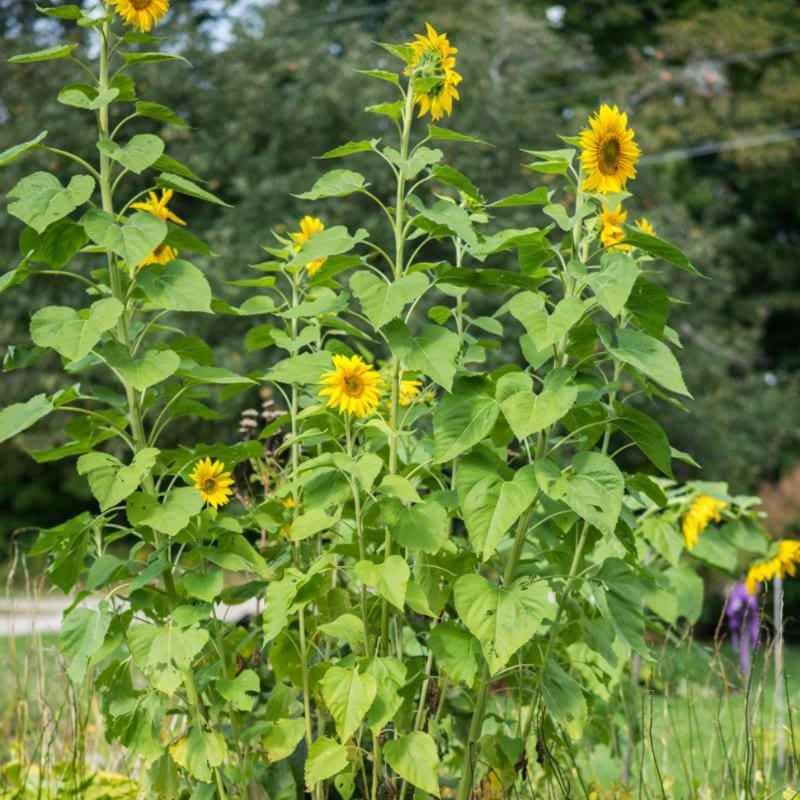Skyscraper Sunflower