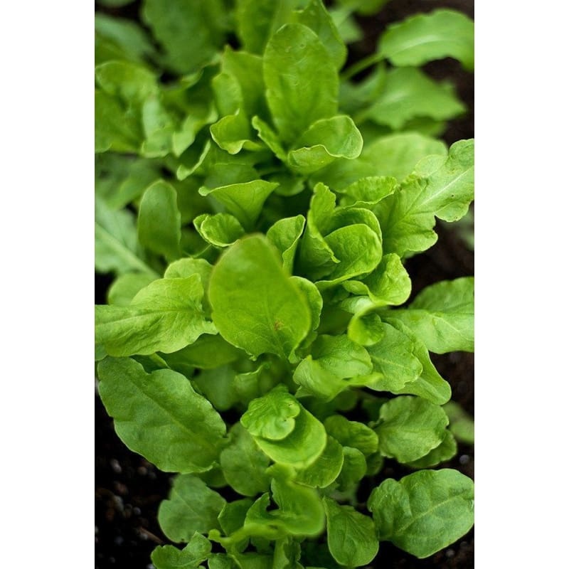 Sorrel Greens (48 Days)
