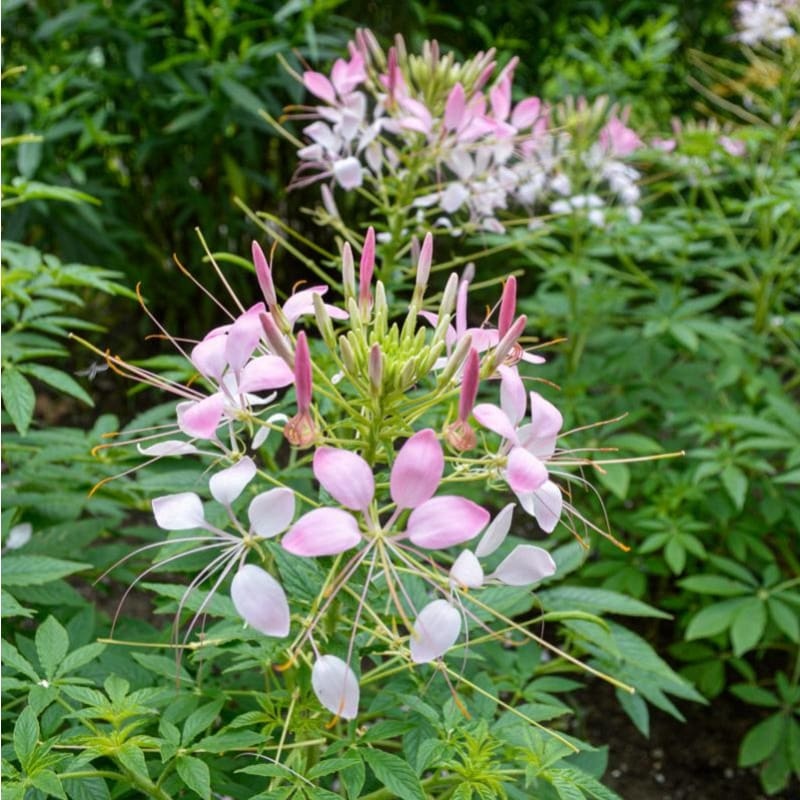 Sparkler Blush Cleome
