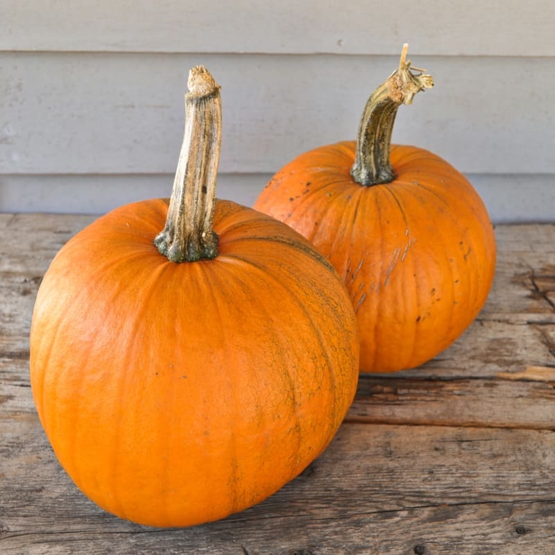 Spookie Pumpkin (96 Days)