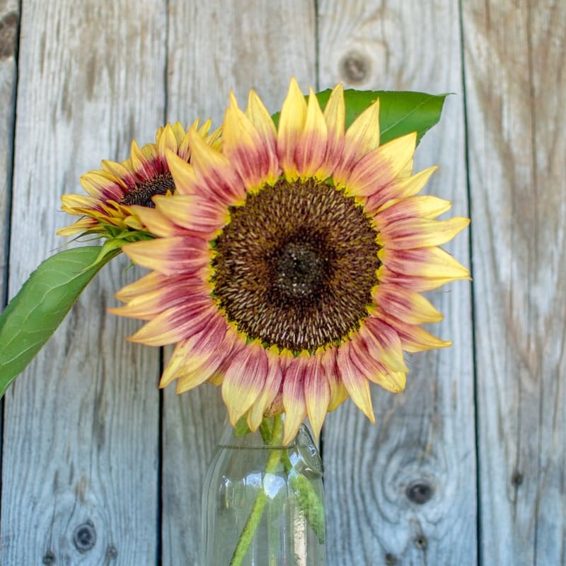 Strawberry Blonde Sunflower