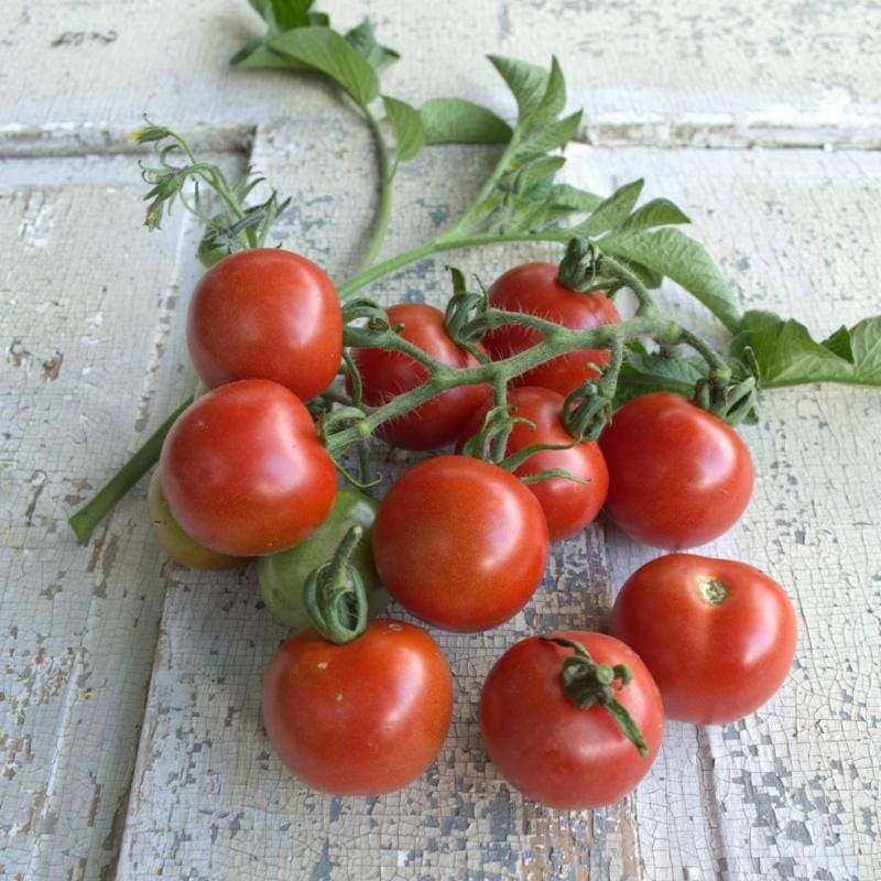Stupice Tomato (Heirloom 65 Days)